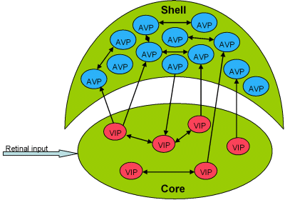 Mammalian circadian clock diagram