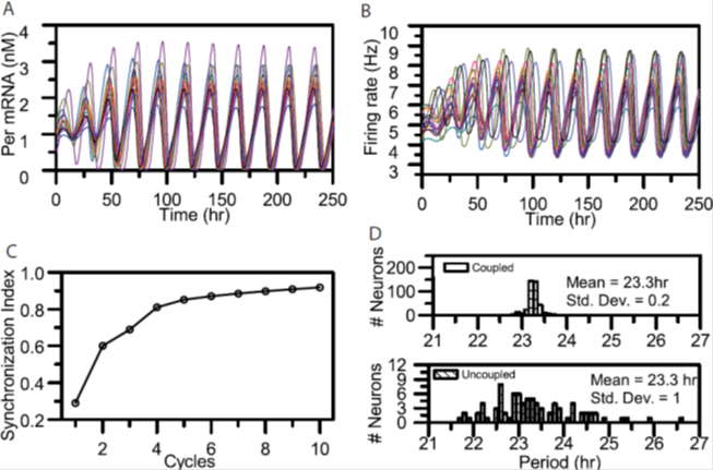 Circadian rhythm model predictions