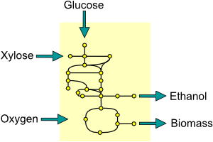 Metabolic network diagram